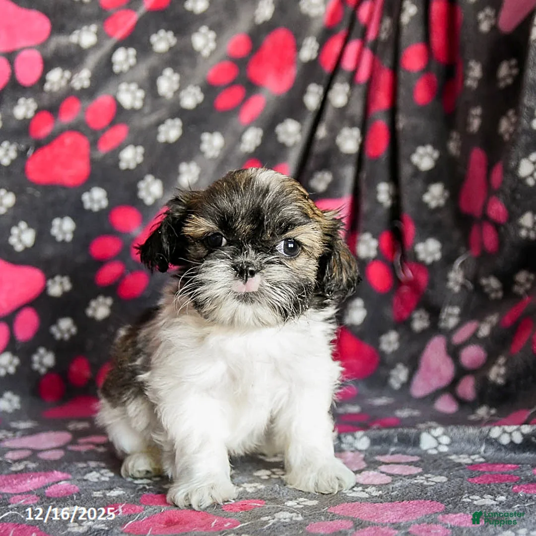 Shih Tzu dogs for sale: Sarge - Ad 11