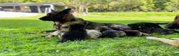 German Shepherd dogs for sale: Shadow - Ad 53