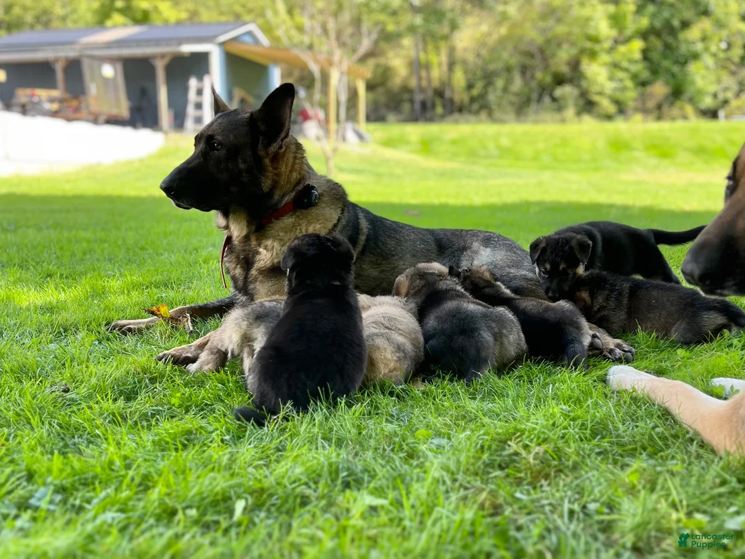 German Shepherd dogs for sale: Shadow - Ad 53