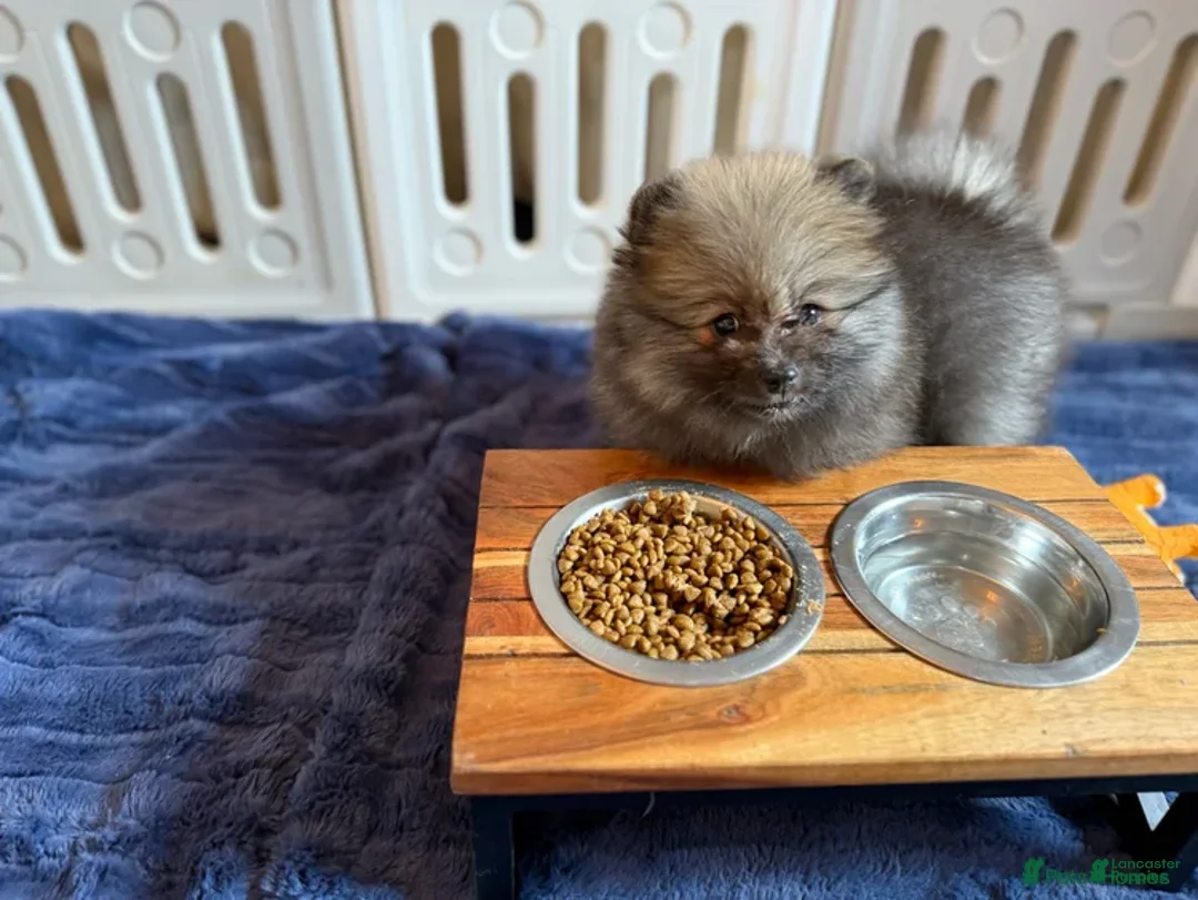 Pomeranian dogs for sale: Greg - Ad 25