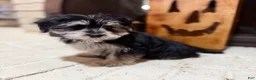 Morkie dogs for sale: Bridgette  - Ad 5