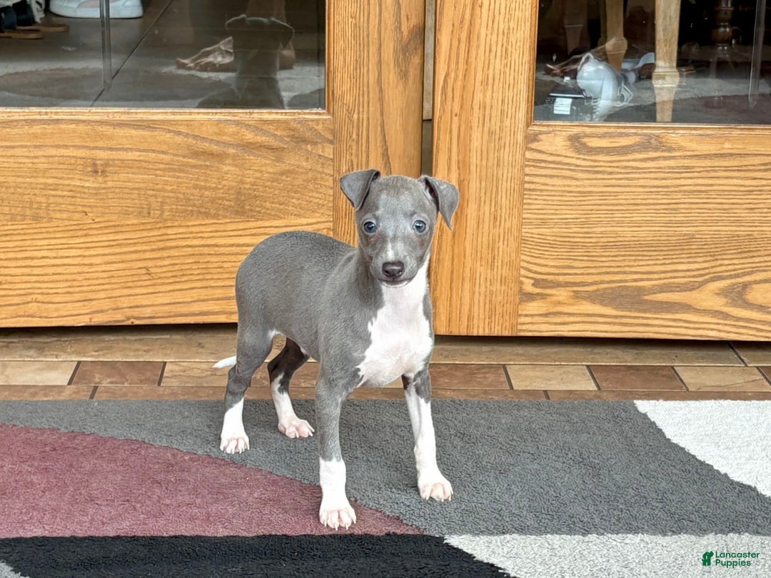 Italian Greyhound dogs for sale: Henry - Ad 3