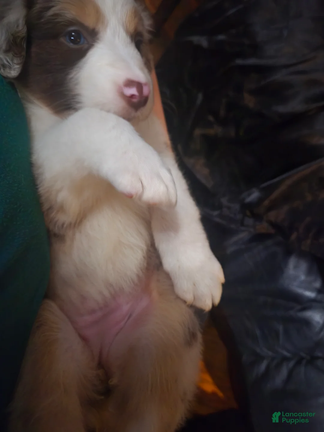 Australian Shepherd dogs for sale: "Scout" -girl Red merle (blue eyed girl) - Ad 2