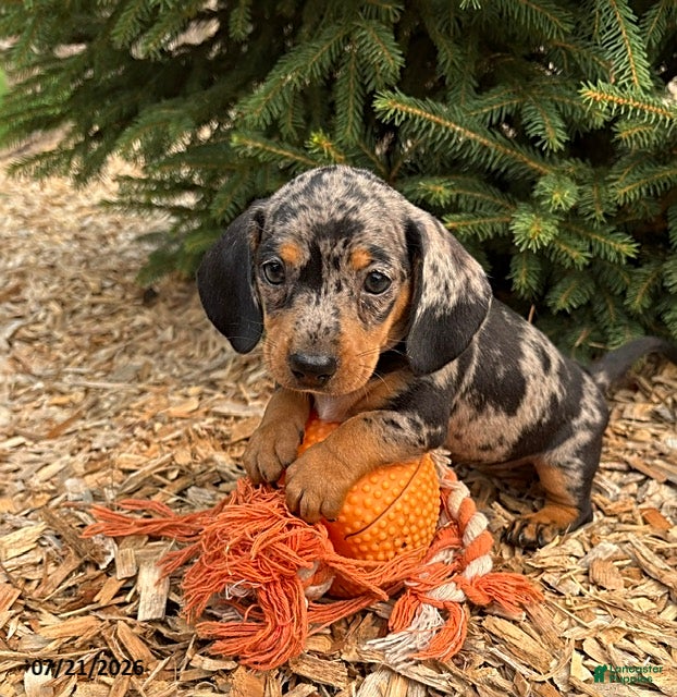 Miniature Dachshund dogs Zaya - Ad 2