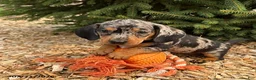 Miniature Dachshund dogs for sale: Zaya - Ad 2