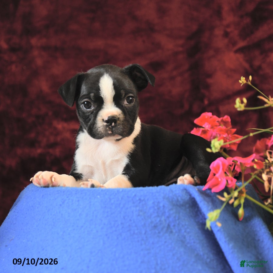 Boston Terrier dogs Chance - Ad 2