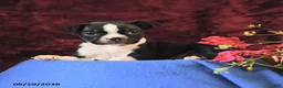 Boston Terrier dogs for sale: Chance - Ad 2