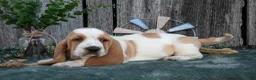 Basset Hound dogs for sale: Delilah - Ad 3
