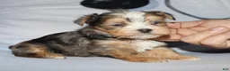 Yorkshire Terrier dogs for sale: Eli - merle parti - Ad 9