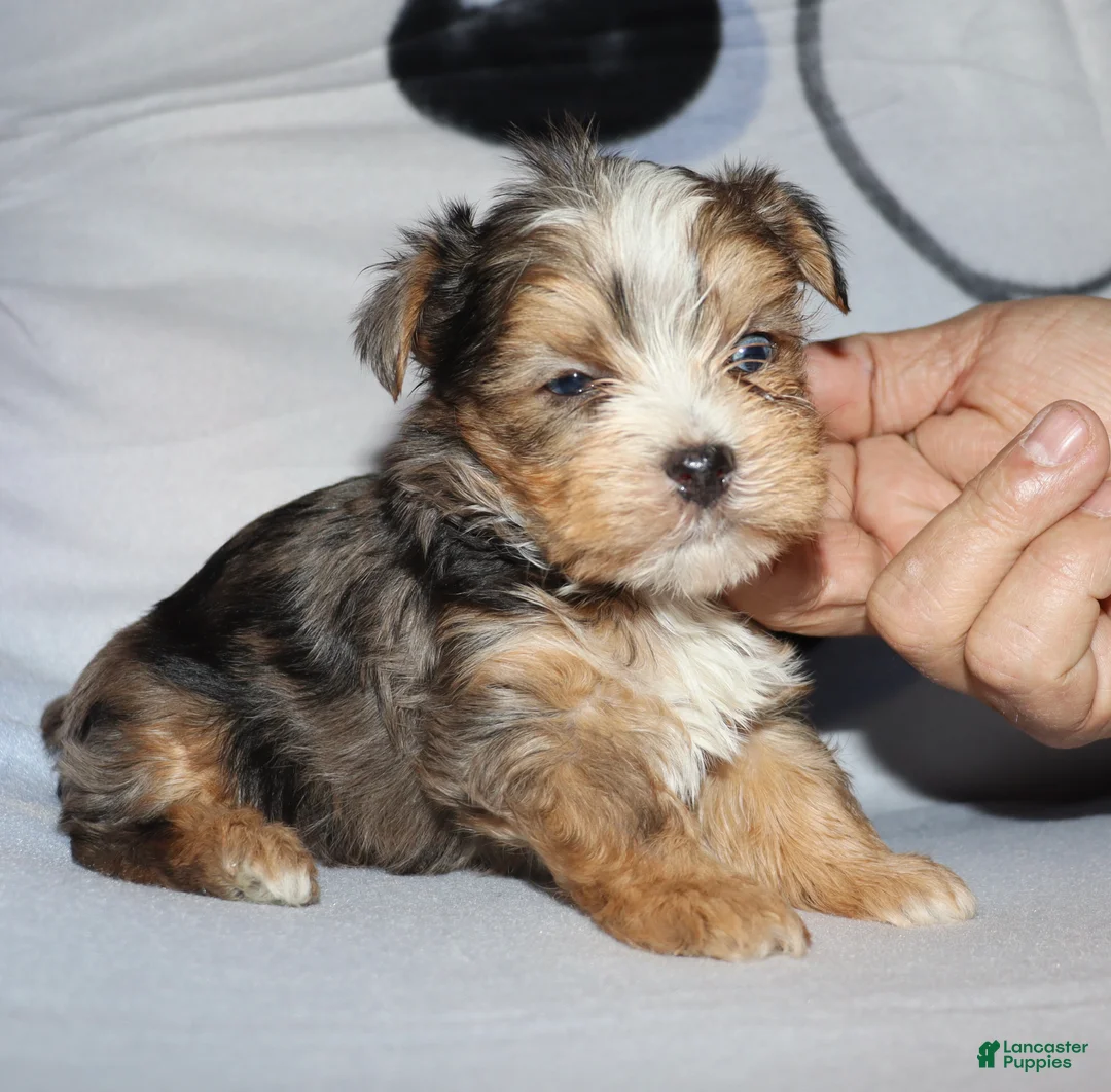 Yorkshire Terrier dogs for sale: Eli - merle parti - Ad 9