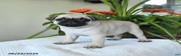 Pug dogs for sale: Teresa - Ad 5