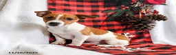 Jack Russell Terrier dogs for sale: Rover  - Ad 1