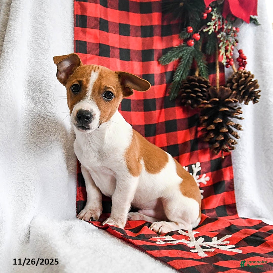 Jack Russell Terrier dogs for sale: Rover  - Ad 1