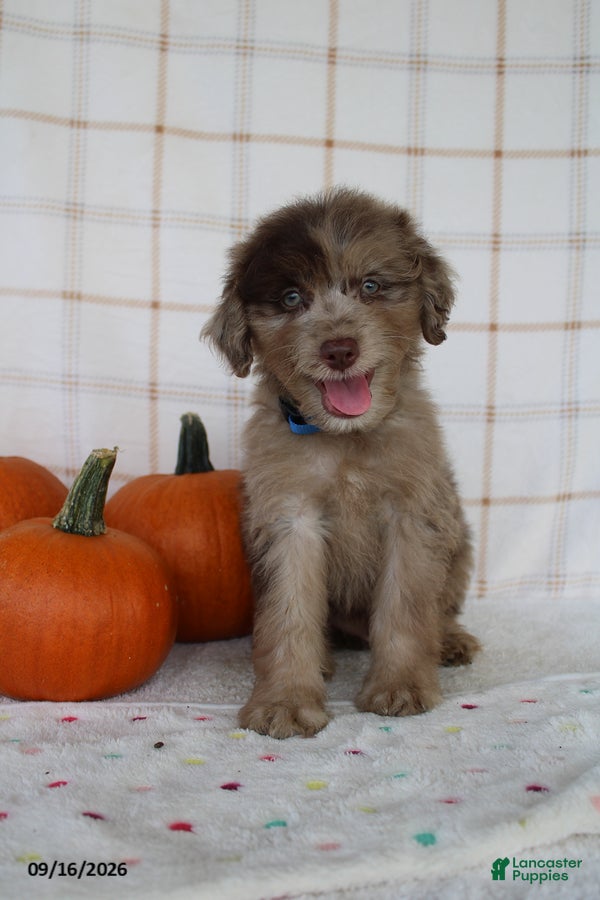 Mini Aussiedoodle dogs Baxter - Ad 2