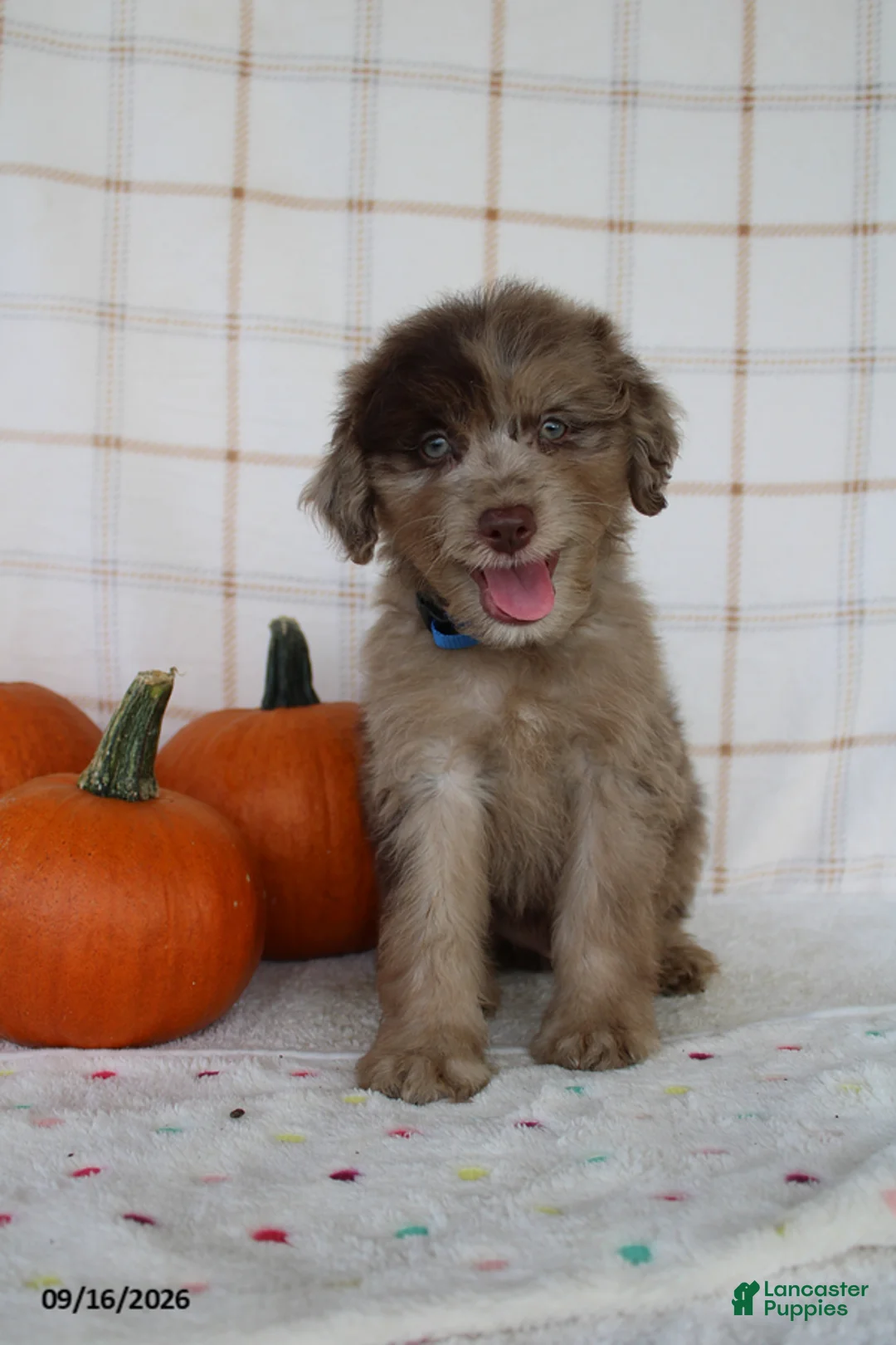 Mini Aussiedoodle dogs for sale: Baxter - Ad 2