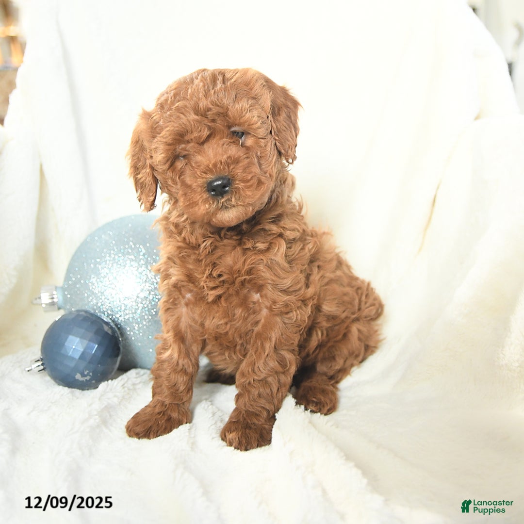 Cavapoo dogs for sale: Jill - Ad 3