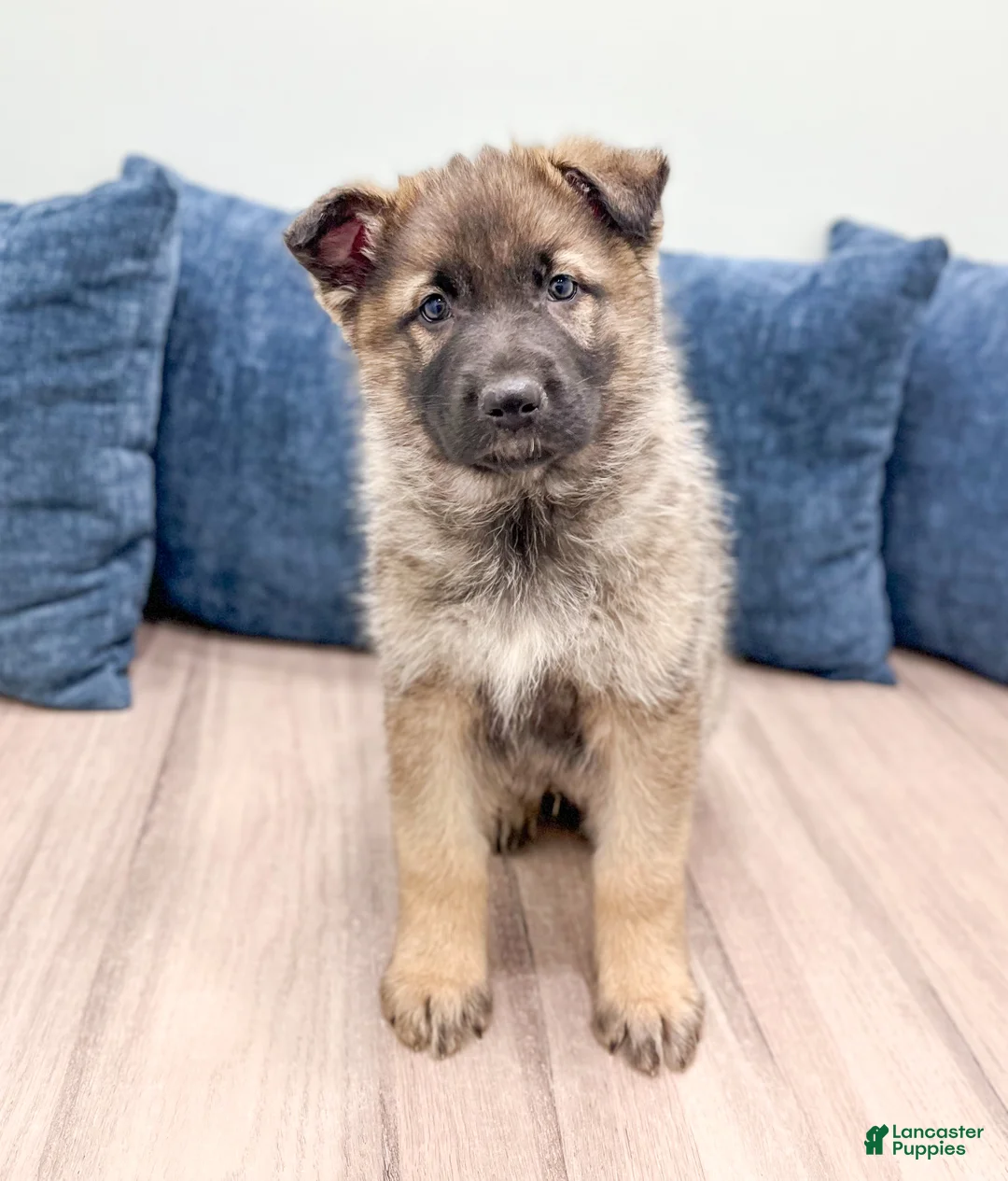 German Shepherd dogs for sale: Bozo - Ad 1