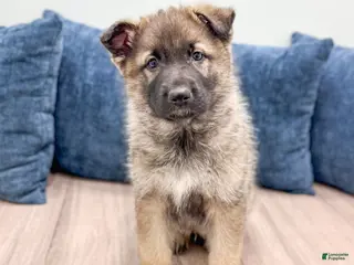 German Shepherd dogs Bozo - Ad 29