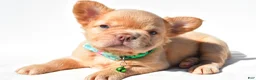French Bulldog dogs for sale: Phoenix  - Ad 6