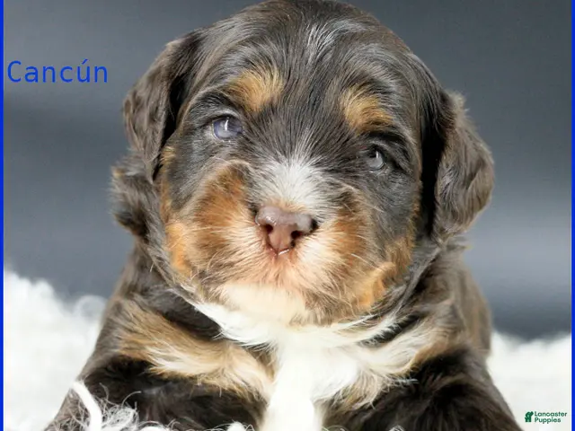 Australian Labradoodle dogs for sale: Cancun - Ad 13
