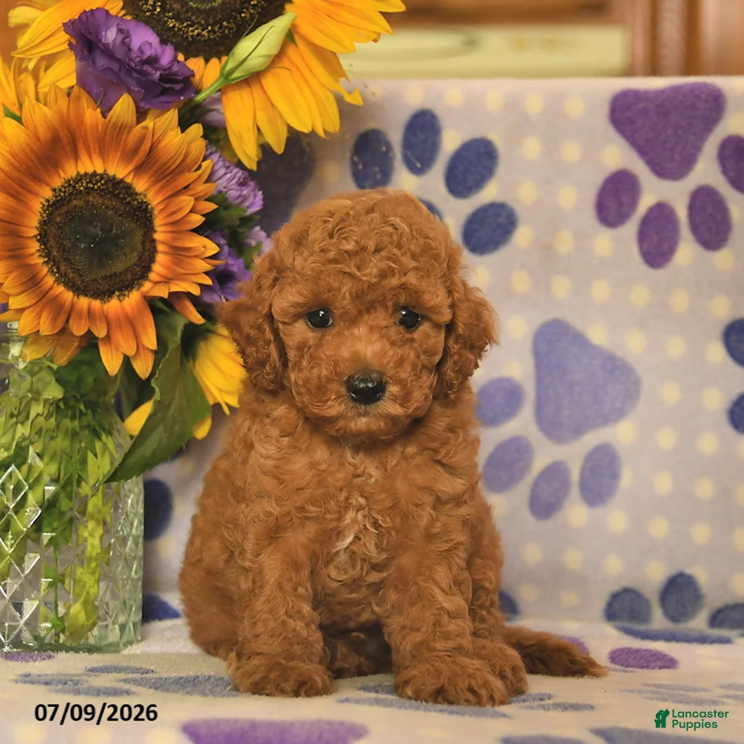 Cockapoo dogs for sale: Ashton   - Ad 3
