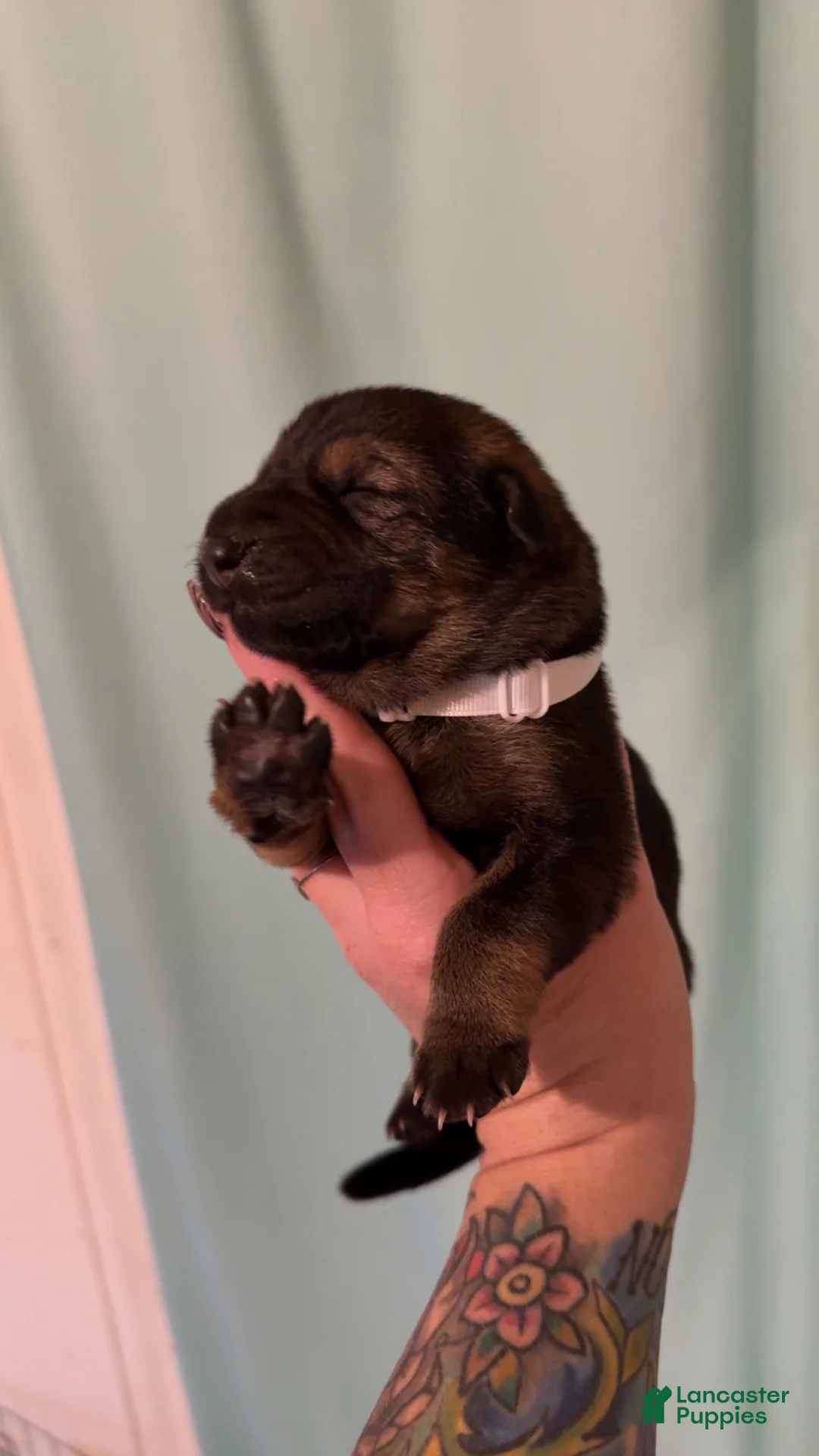German Shepherd dogs for sale: German Shepherd 5 - Ad 2