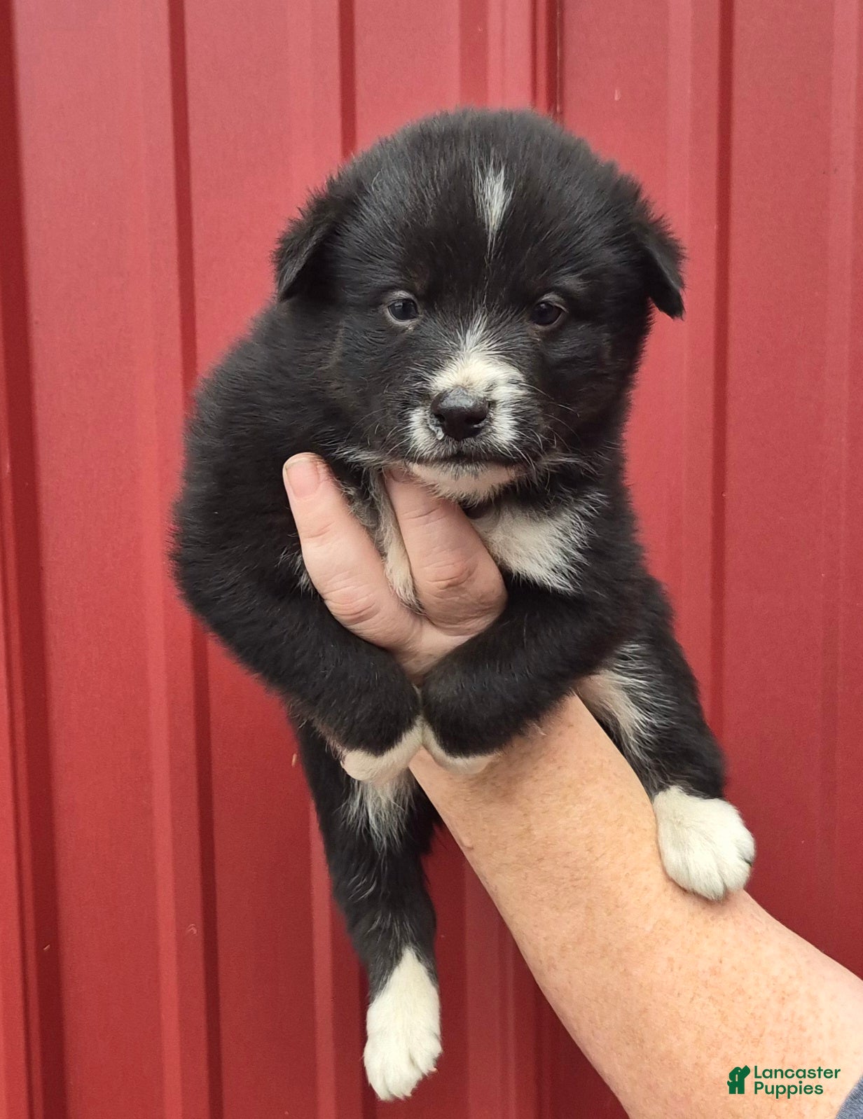 Mixed Breed dogs Mixed Breed 4 - Ad 31
