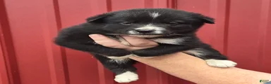 Mixed Breed 4