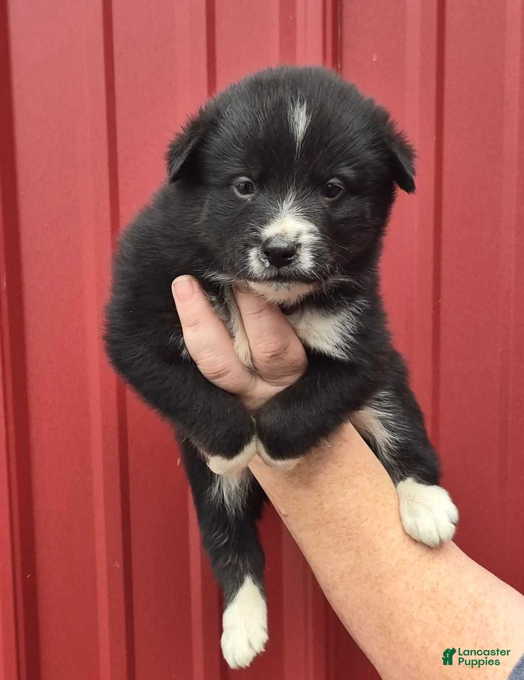 Mixed Breed dogs for sale: Mixed Breed 4 - Ad 1