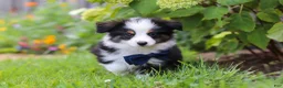 Toy Australian Shepherd dogs for sale: Dylan - Ad 4