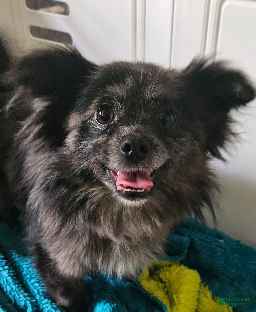 Pomchi dogs for sale: Pomchi 1 - Ad 2