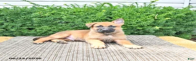 Axel