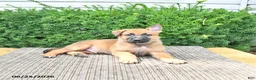 Mixed Breed dogs for sale: Axel - Ad 1