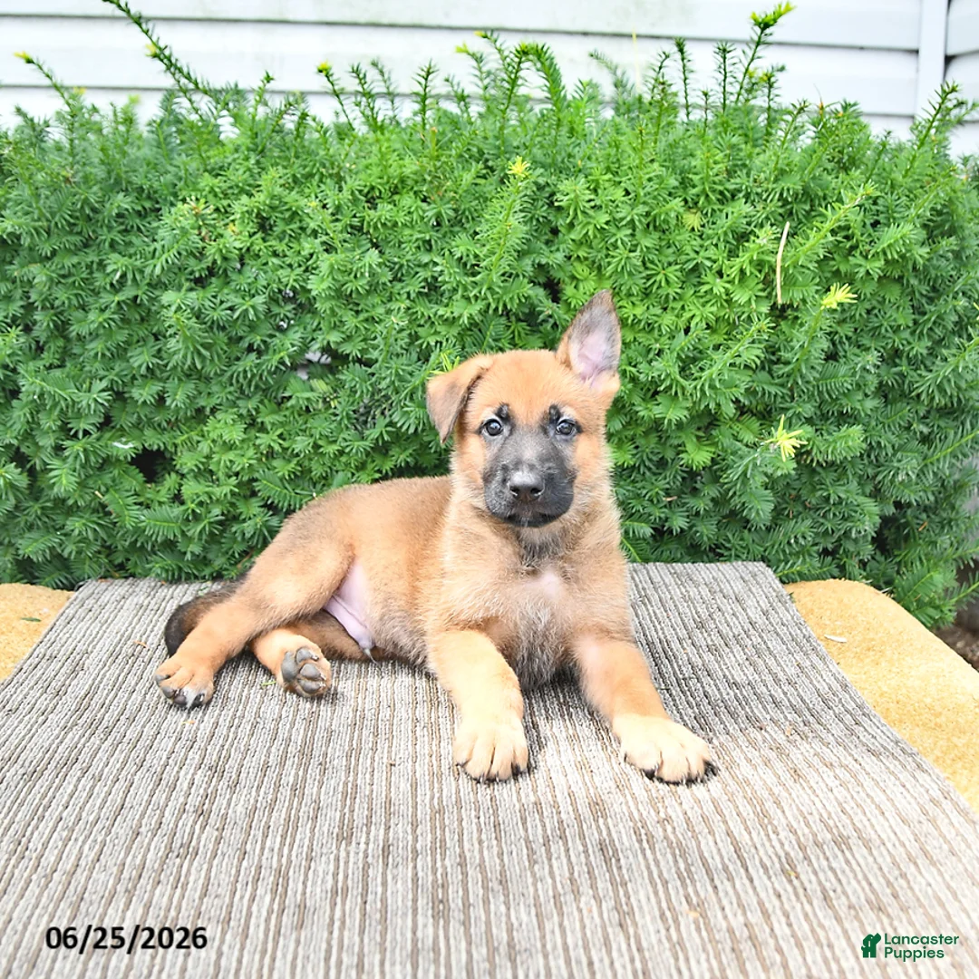 Mixed Breed dogs for sale: Axel - Ad 1
