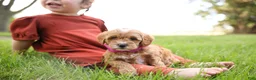 Goldendoodle dogs for sale: Cupcake - Ad 4