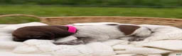 German Shorthaired Pointer dogs for sale: Charlotte - Ad 4