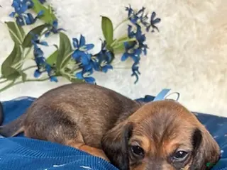 Miniature Dachshund dogs Wave - Ad 19