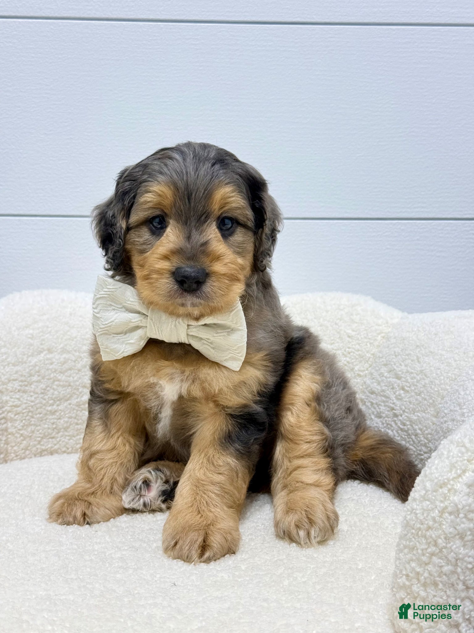 Mini Goldendoodle dogs Max 🐶😘 - Ad 2