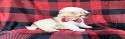 Cockapoo dogs for sale: Slade - Ad 4