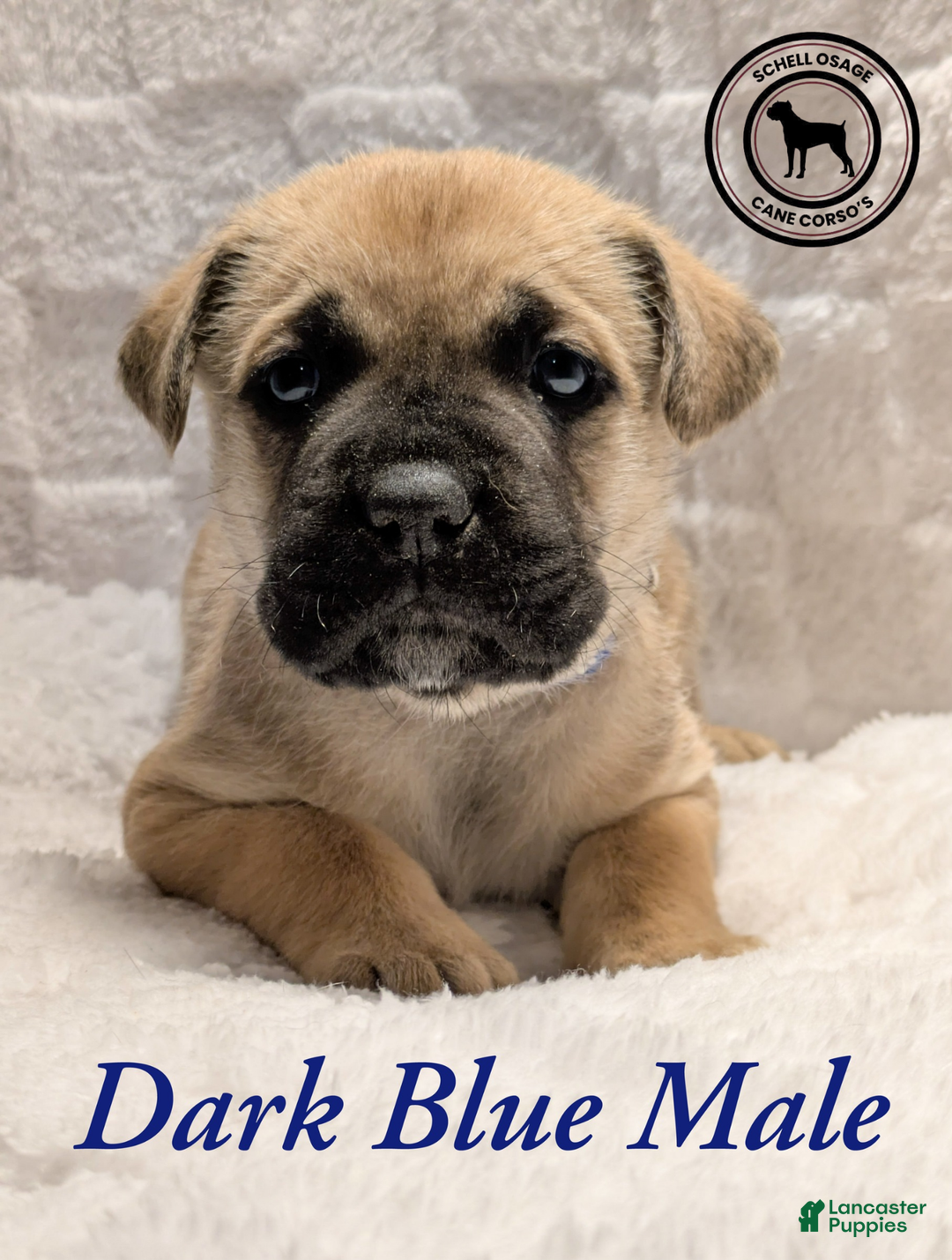 Cane Corso dogs for sale: Dark Blue - Ad 1