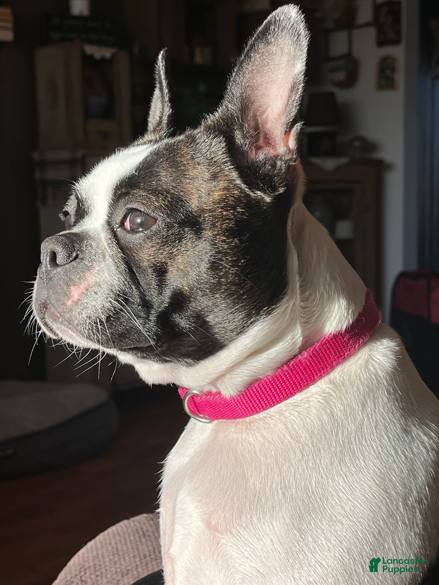 Boston Terrier dogs Boston Terrier 8 - RESERVED - Ad 2