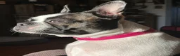 Boston Terrier dogs for sale: Boston Terrier 6 - Franklin - Ad 6