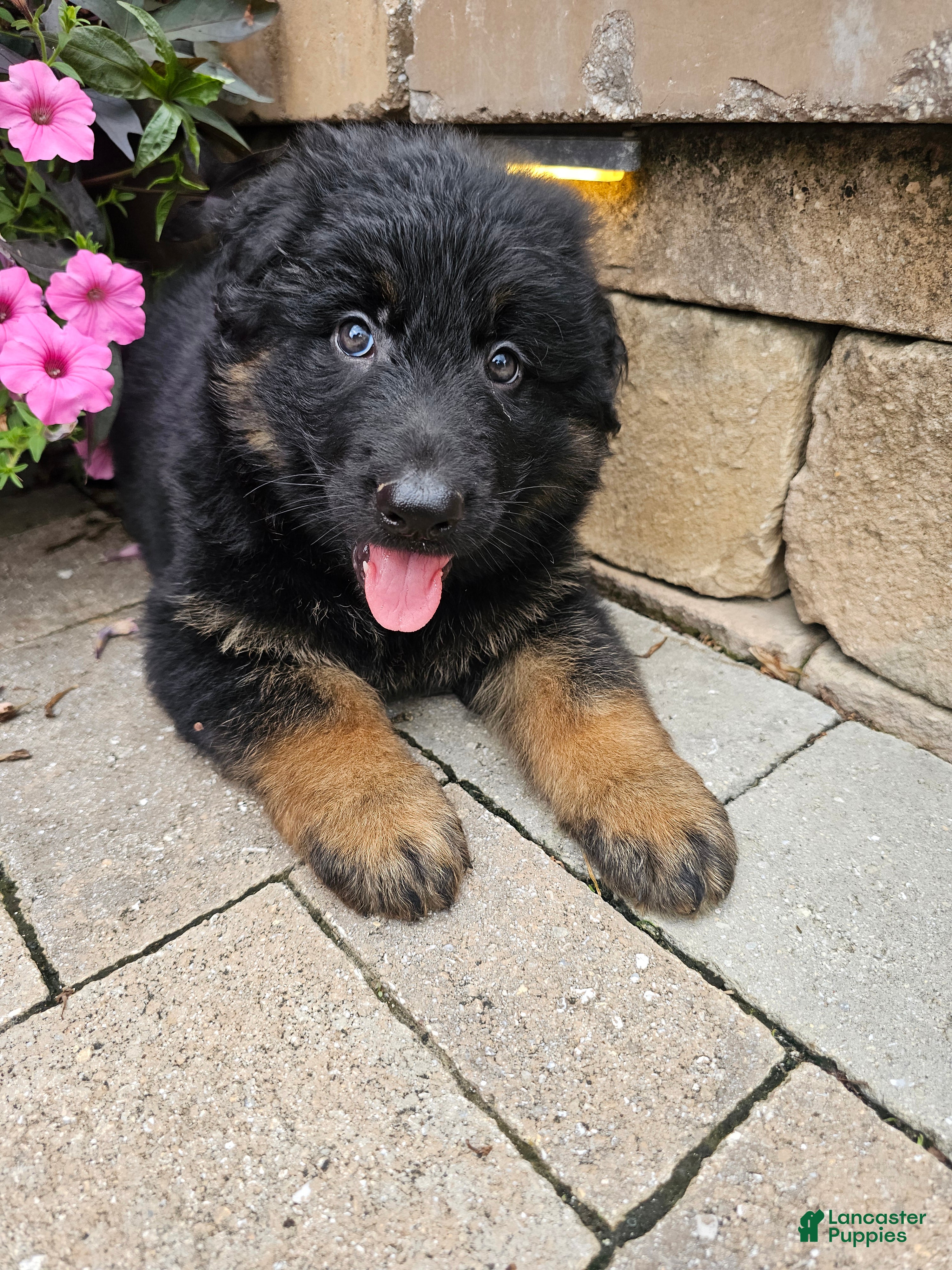 German Shepherd dogs Gunner - Ad 2