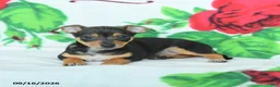 Mixed Breed dogs for sale: Honey - Ad 4