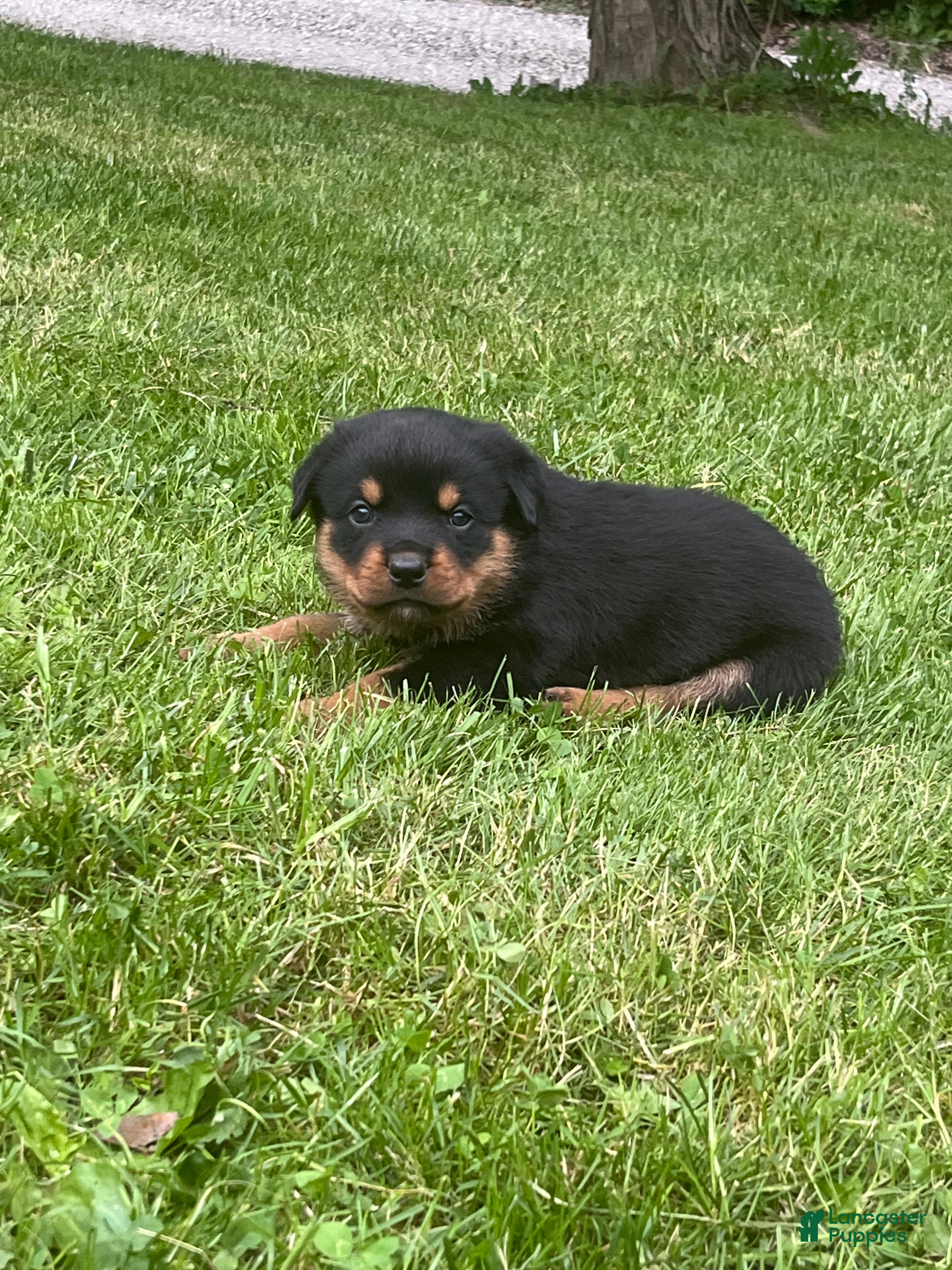 Rottweiler dogs Charlie - Ad 2