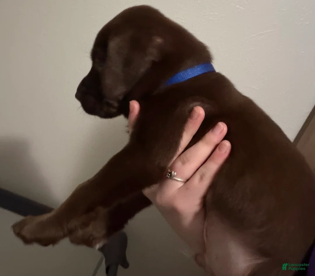 Labrador Retriever dogs for sale: Lab Puppy 3 - Dark Blue Collar - Ad 2