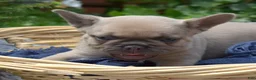 French Bulldog dogs for sale: MJ - Ad 3
