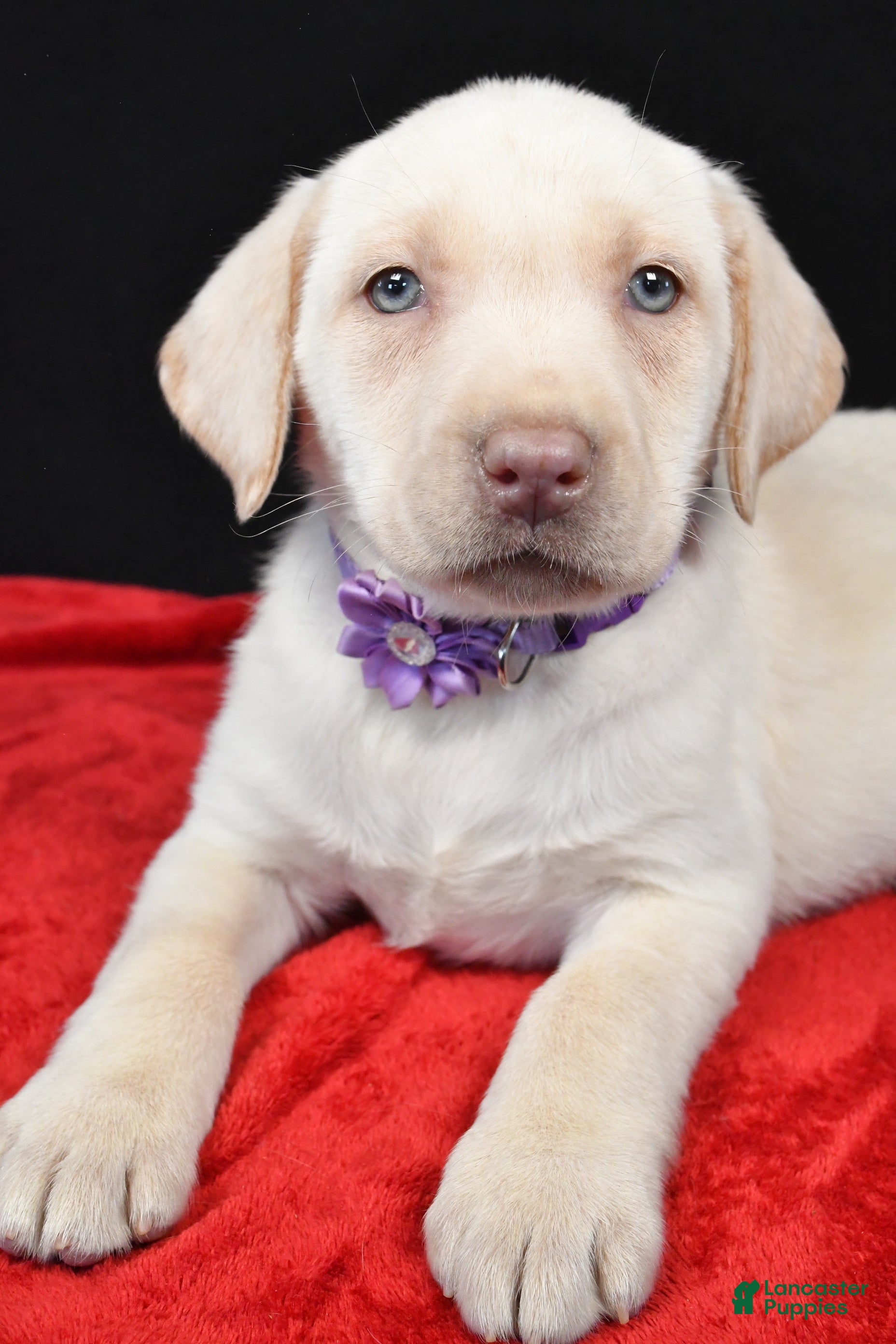 Labrador Retriever dogs Rita - Ad 2