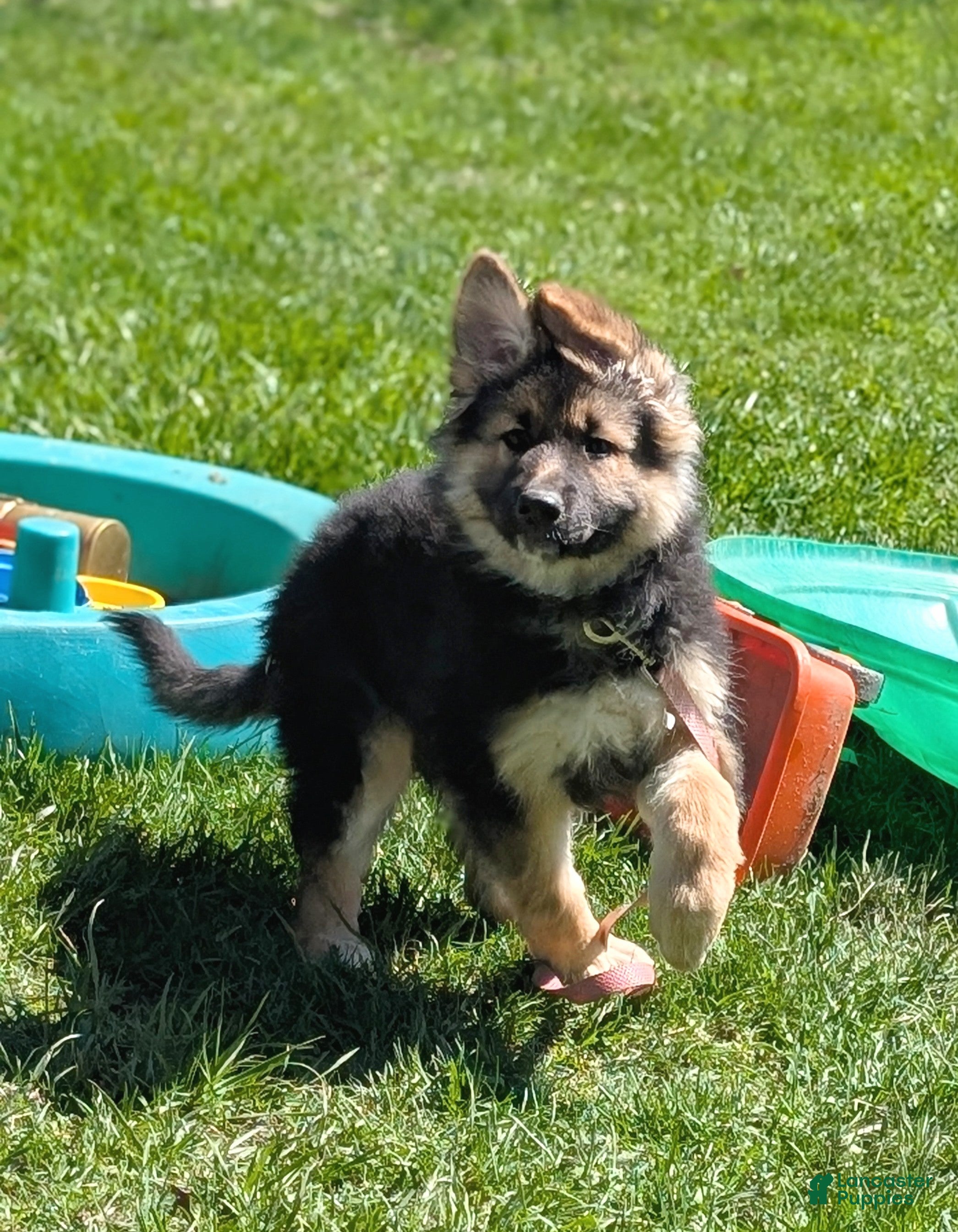 German Shepherd dogs Hialeah  - Ad 1