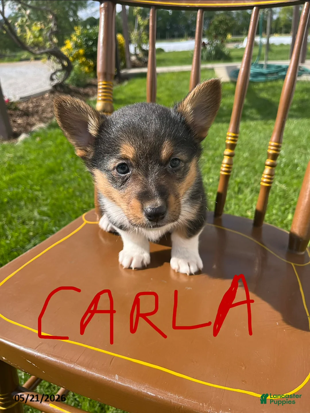 Welsh Corgi Pembroke dogs for sale: Carla - Ad 1